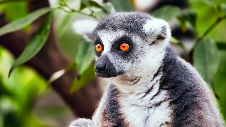 The ring-tailed glider found in Papua has a fully prehensile tail and ...