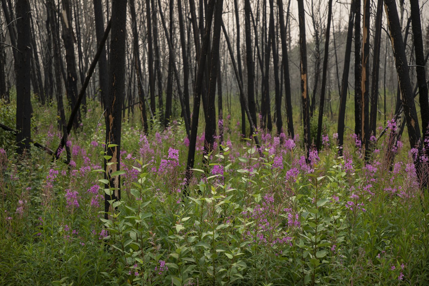 Three homes destroyed, one damaged after wildfire enters Alberta county