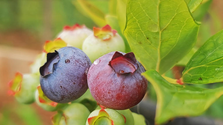 The blueberry red flag that's actually not a red flag at all