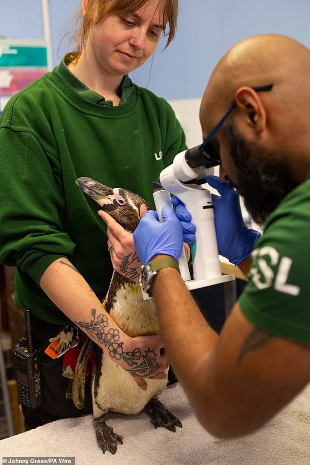 London Zoo to build a new hospital with a viewing gallery for animal lovers
