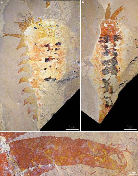 Spider and horseshoe crab relatives emerged 20 million years earlier ...