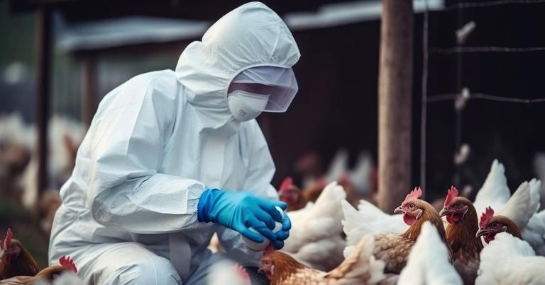 Nebraska researchers testing interspecies bird flu vaccine