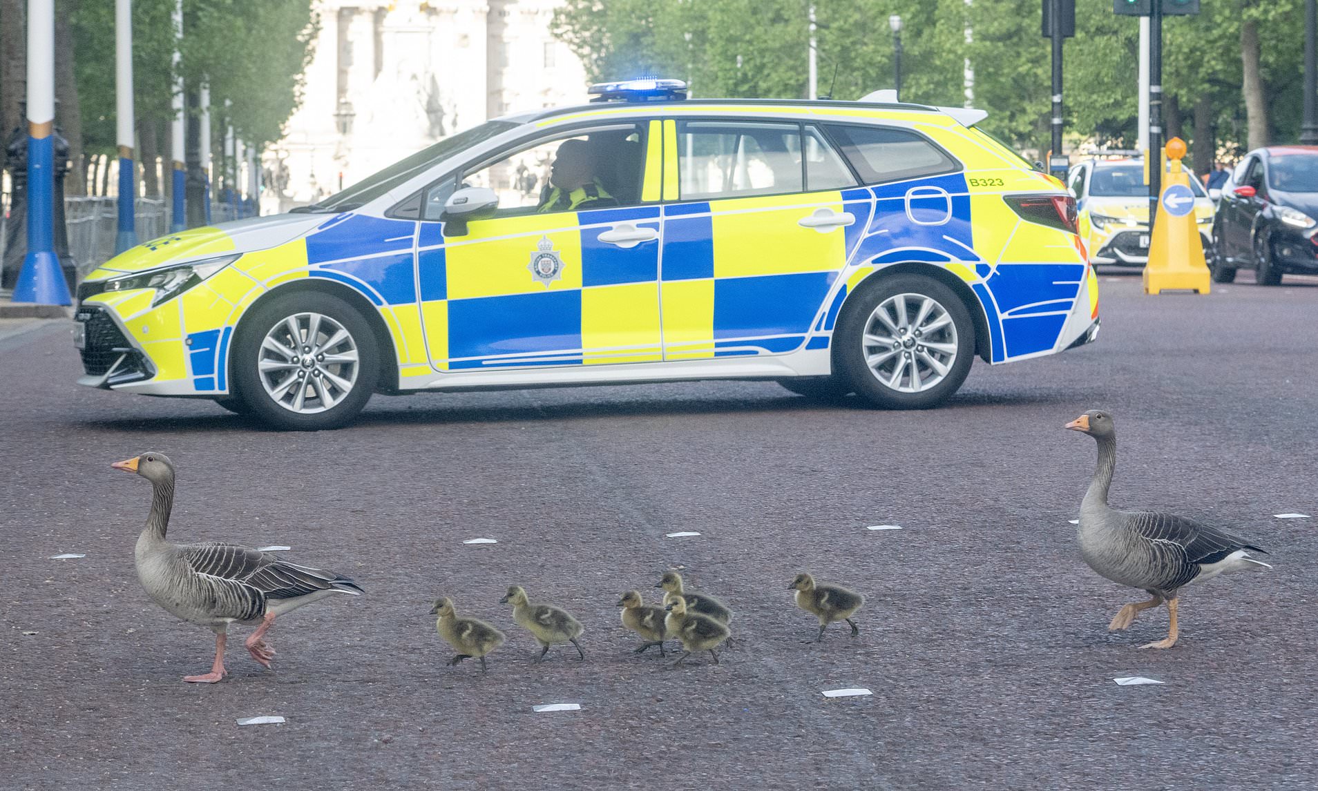 If you want to cross... just honk! Photographer snaps police escort helping geese cross the Mall