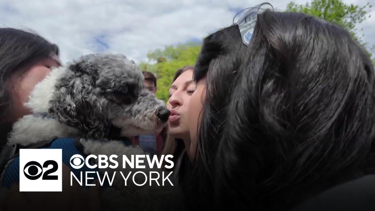 NYC-wide search held for the dog with the worst breath