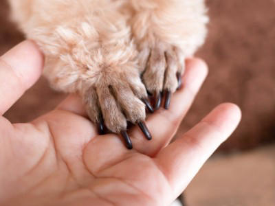 犬が『人に話しかけている』サイン５選 見逃したくないアピールや信頼関係を深める方法まで