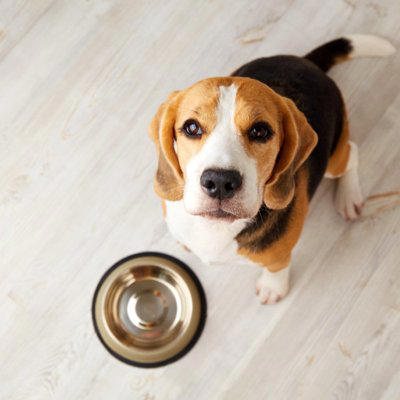 犬が『人に話しかけている』サイン５選　見逃したくないアピールや信頼関係を深める方法まで