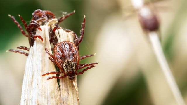 Ongoing drought threatens surge of ticks across western US