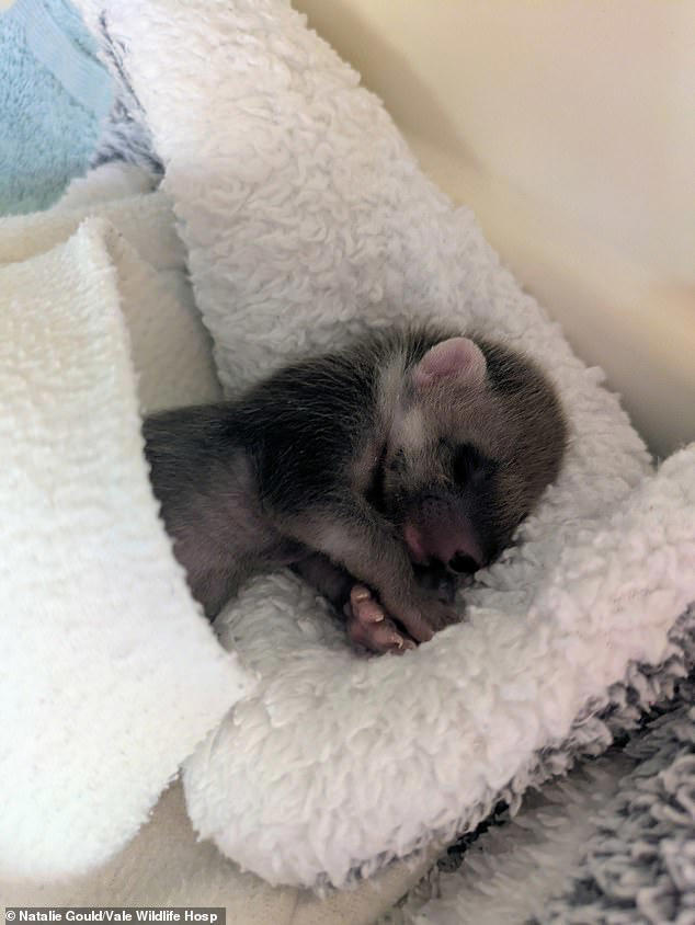 UK's rarest native mammal is being nursed back to health after being ...