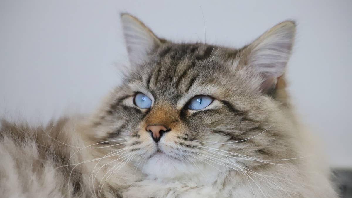 This Siberian cat's rare blue eyes are impossible to look away from