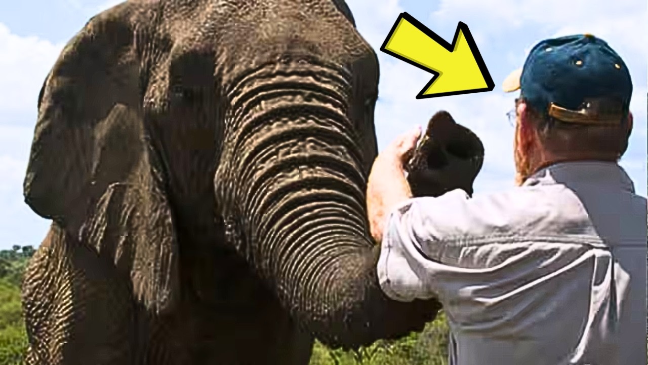 Elephant remembers vet after 12 years... what happens next will melt ...