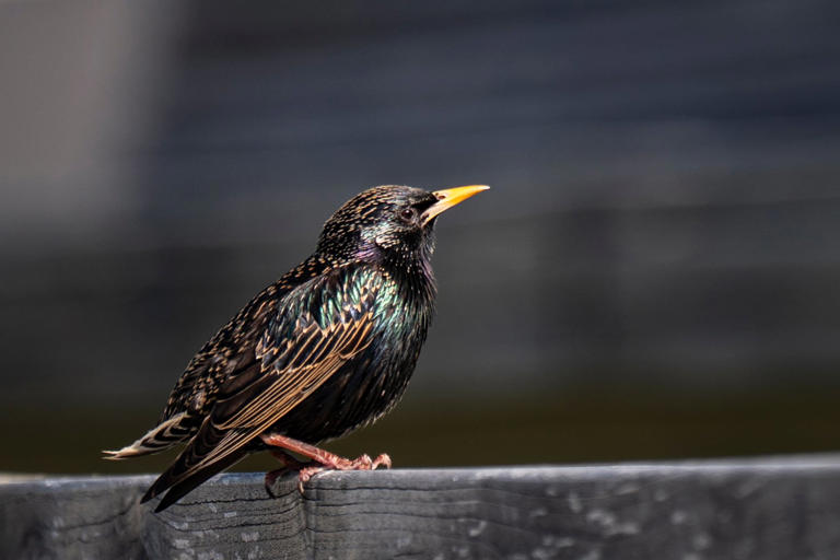 Fears for bird after RFK Jr. 'rescue' at US airport