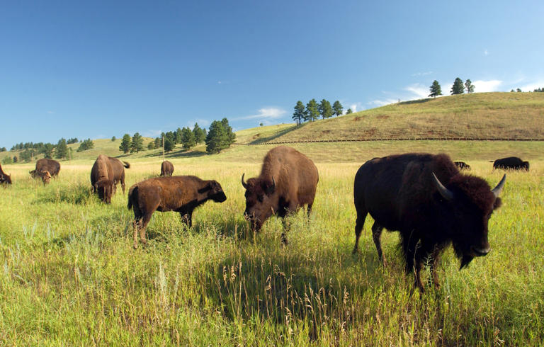 Family travel 5: Trips for animal lovers