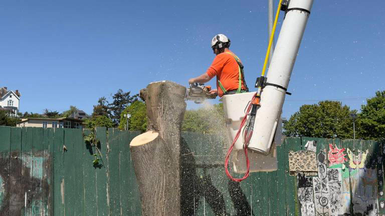 Picture of Tree removal