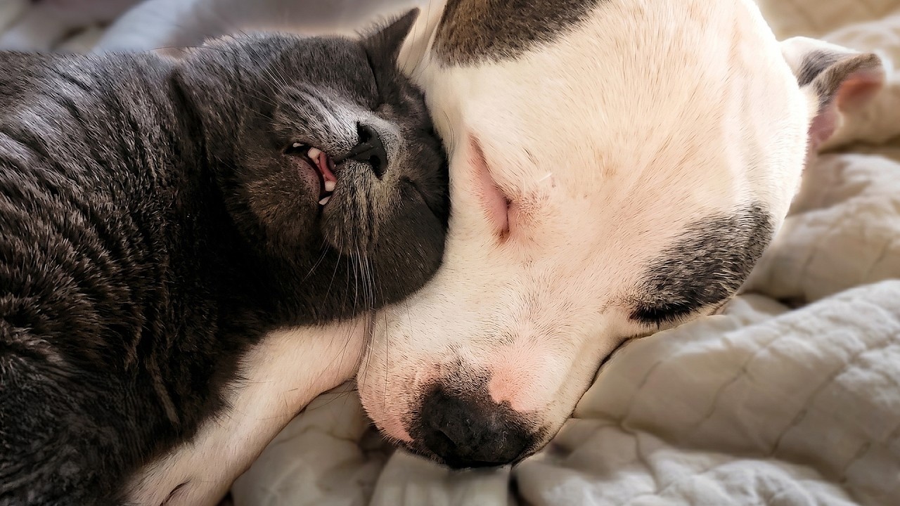 Cats were supposed to be afraid of her - until they fell in love with ...