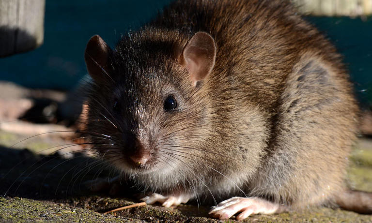 What is hantavirus? Symptoms of 'rat virus' that has killed three and ...