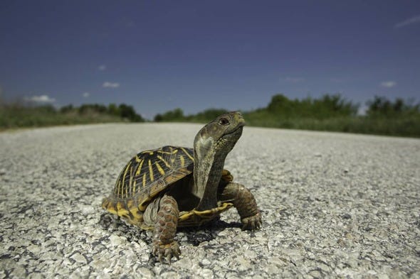 Missouri conservation officials warn drivers of turtles crossing roads