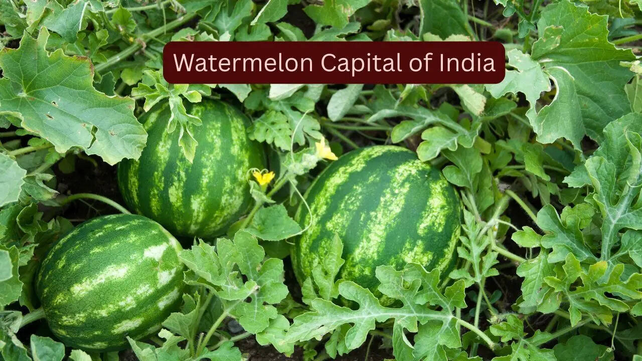 How to reach the 'Watermelon Capital of India' and experience the ...