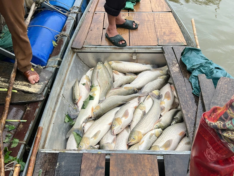 Nguyên nhân cá chết hàng loạt trên sông Lam