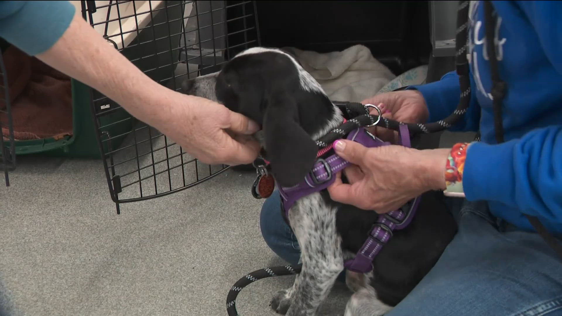 Ruff Start welcomes rescue dogs from Texas