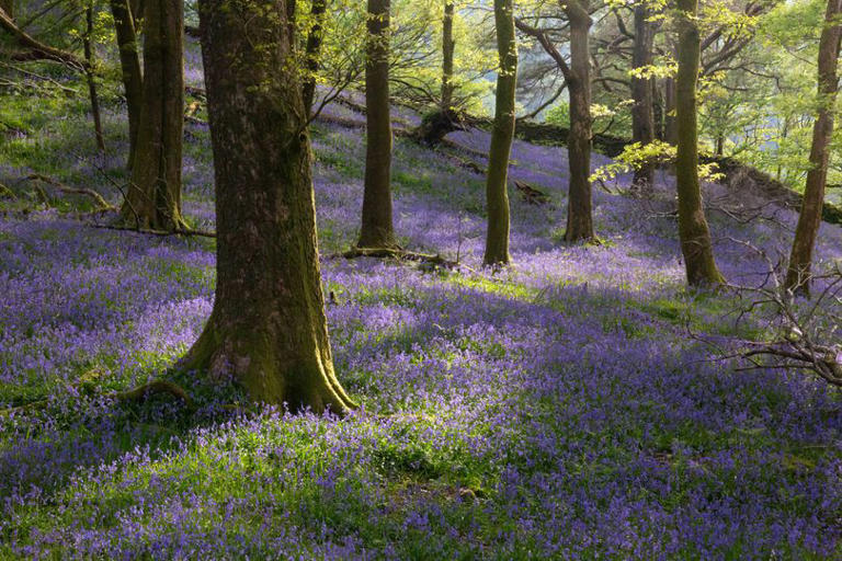 Five best places to see spring bluebells this May
