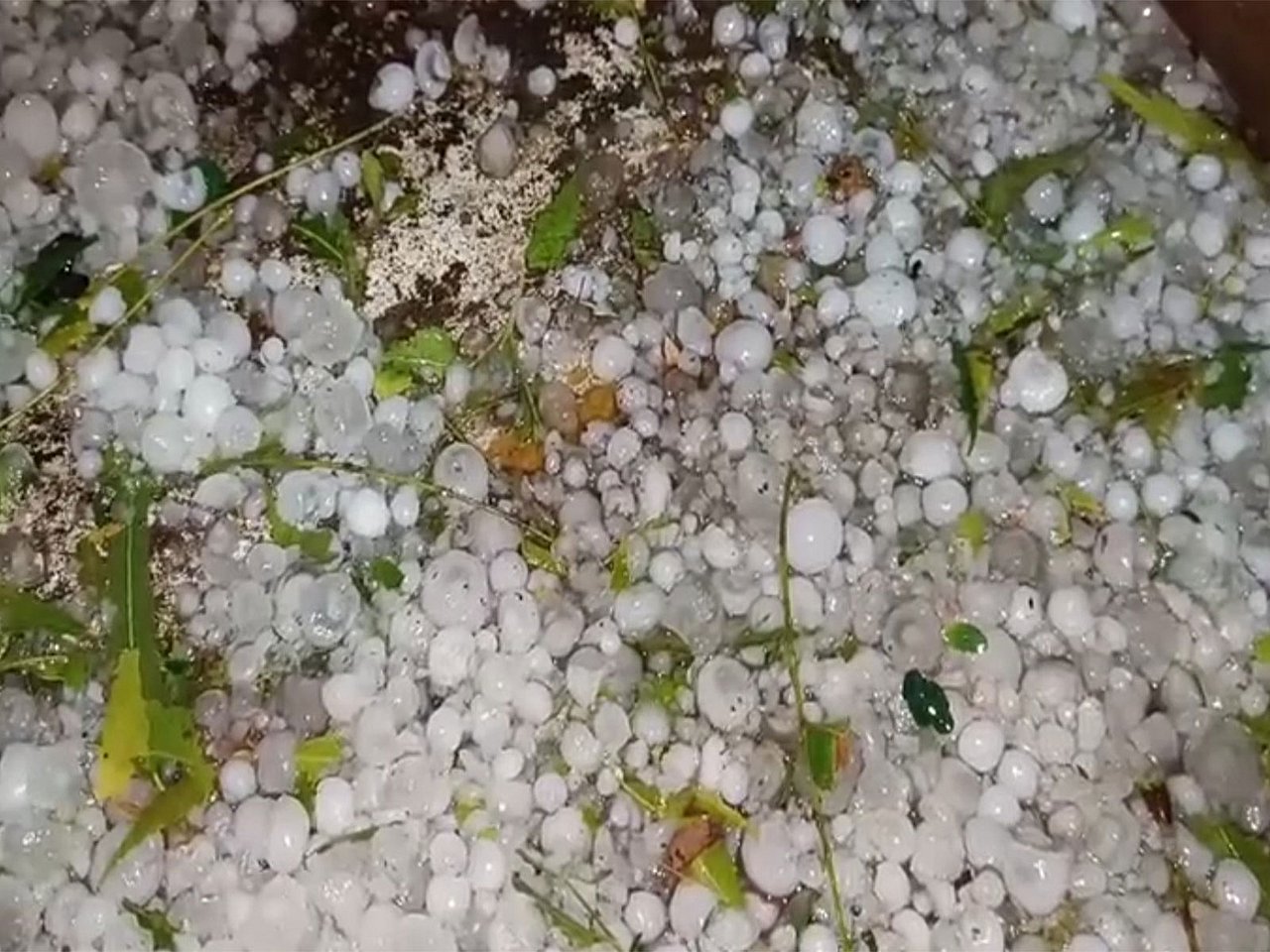 Hailstorms threaten rabi paddy crops in Odisha's Koraput