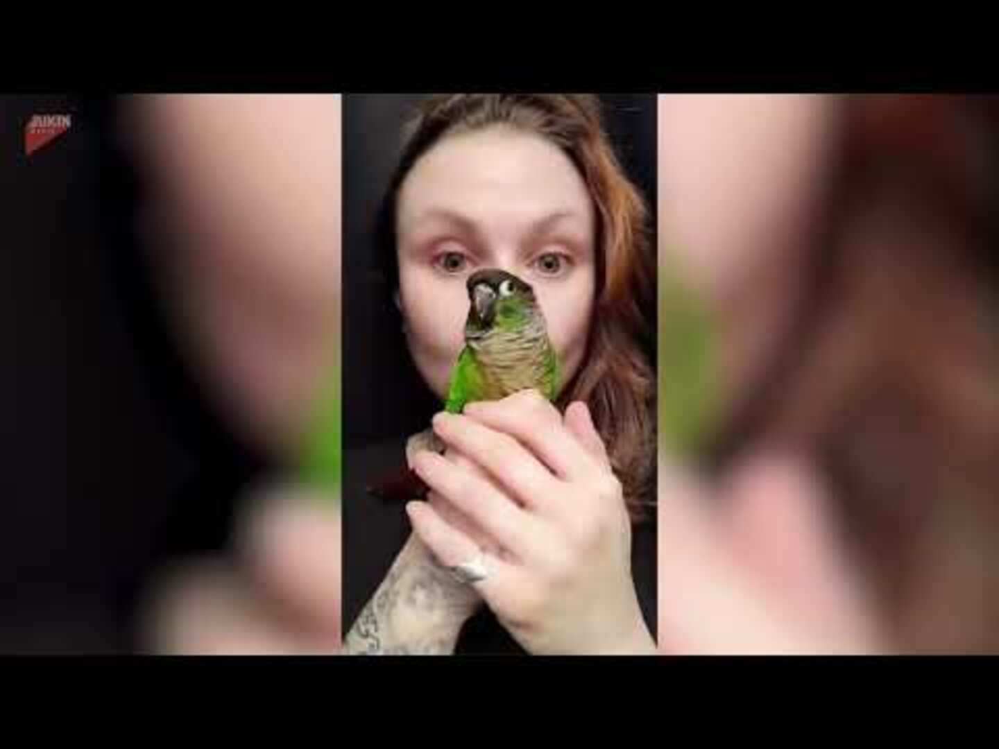 Woman and parrot steal hearts with adorable acting moment