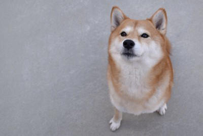 犬が『人に話しかけている』サイン５選 見逃したくないアピールや信頼関係を深める方法まで