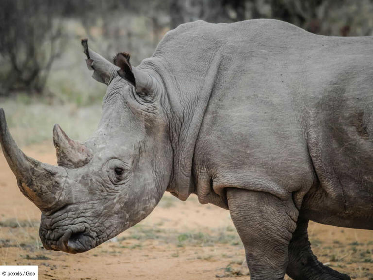 Ces trois animaux hybrides qui ont une utilité bien réelle