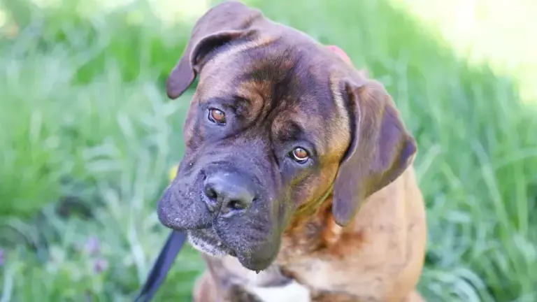 Hund Butch ist manchmal stur – und sucht geduldige neue Besitzer
