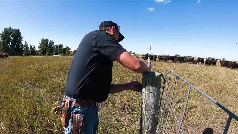 He’s a rancher now and they’re out