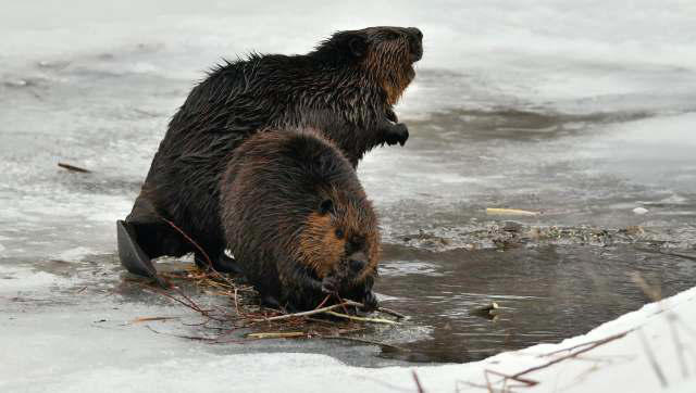 New research details why beavers are working earlier in the year than ...
