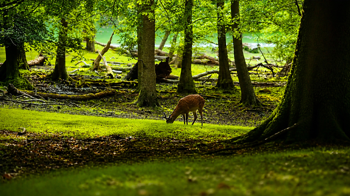 Nature scene with deer among tall trees and green grass