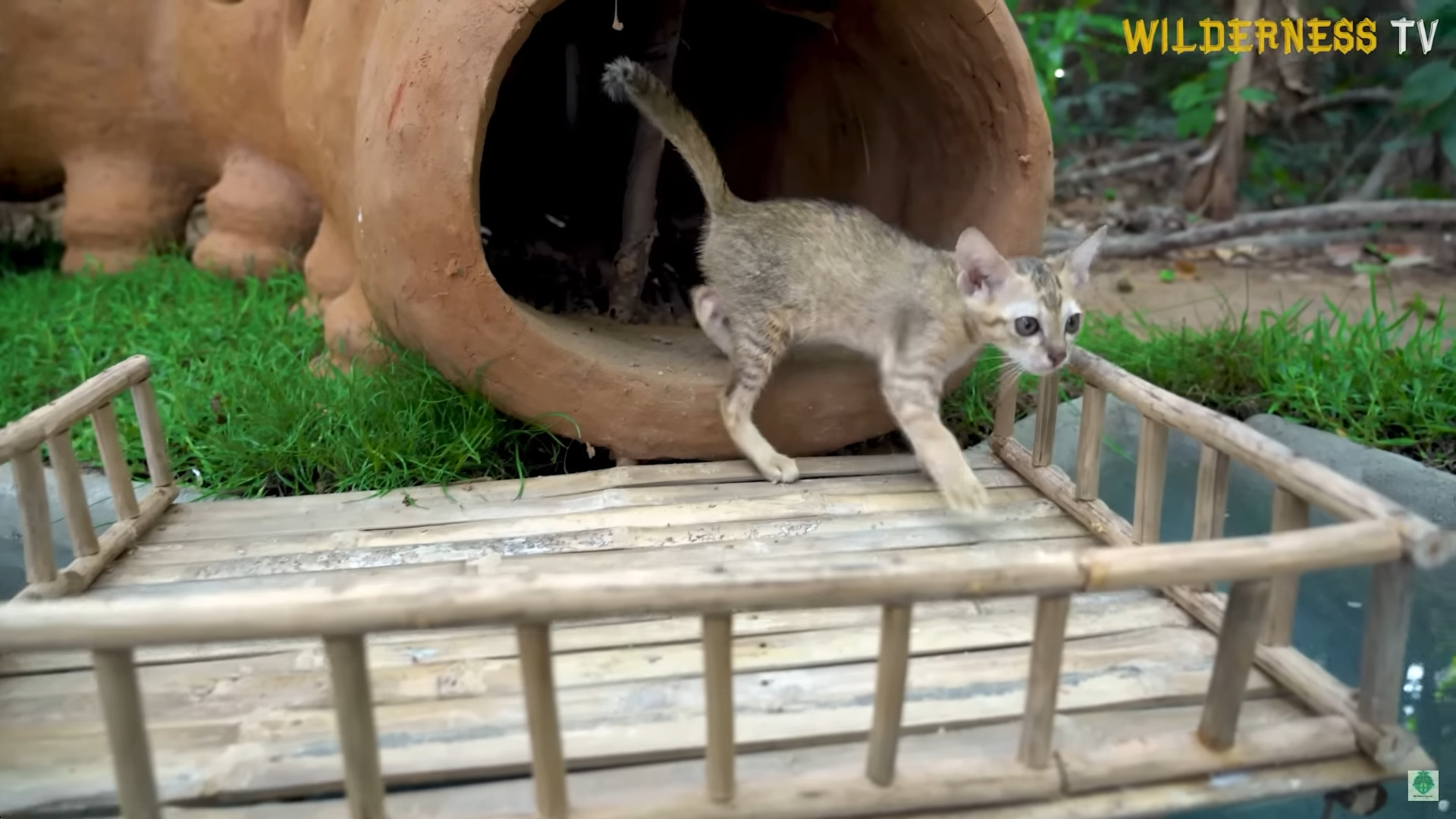 They found cold rescue cats and spent days building them a mud house