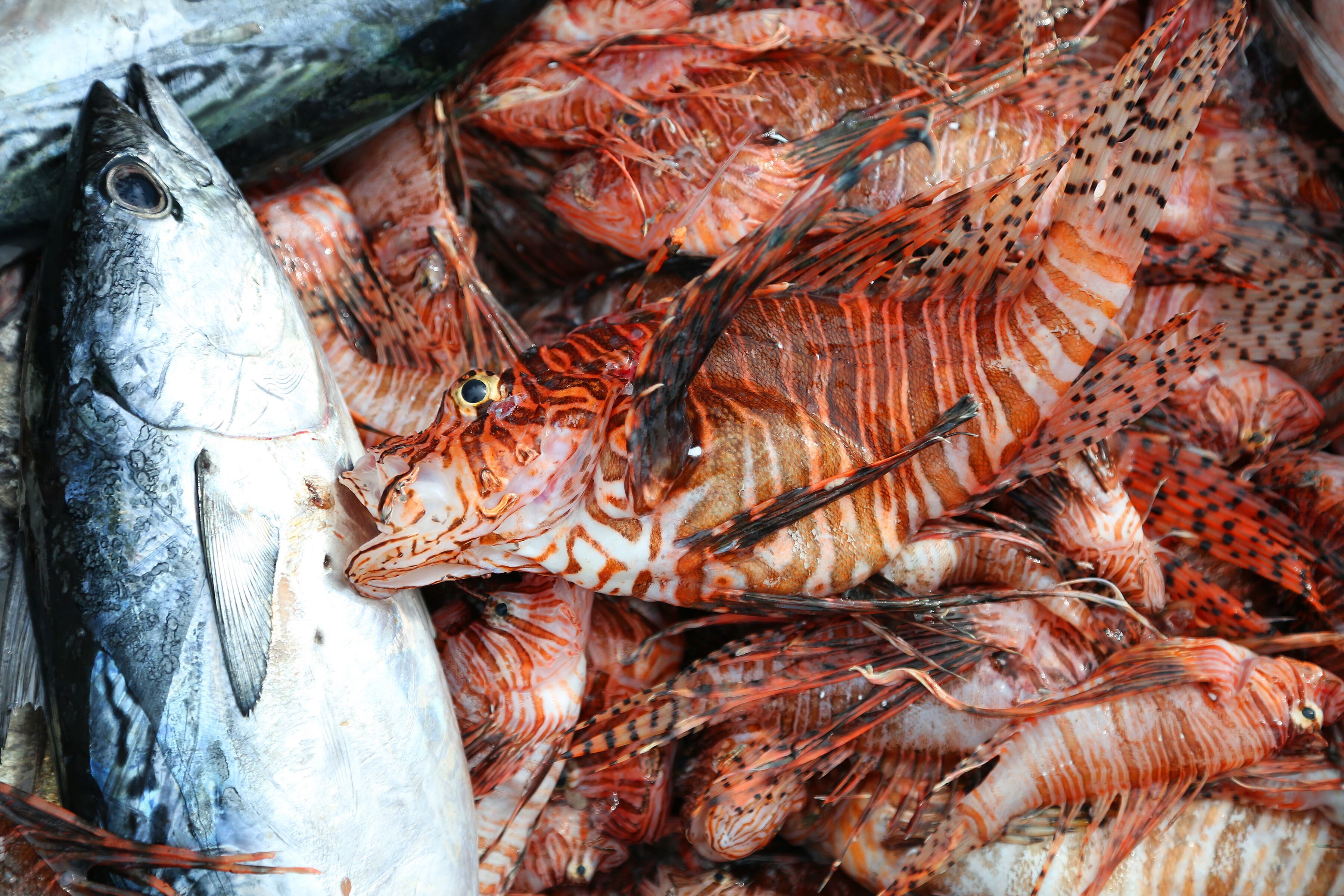 These striped fish are gaining ground in Alabama waters. Here’s why we ...