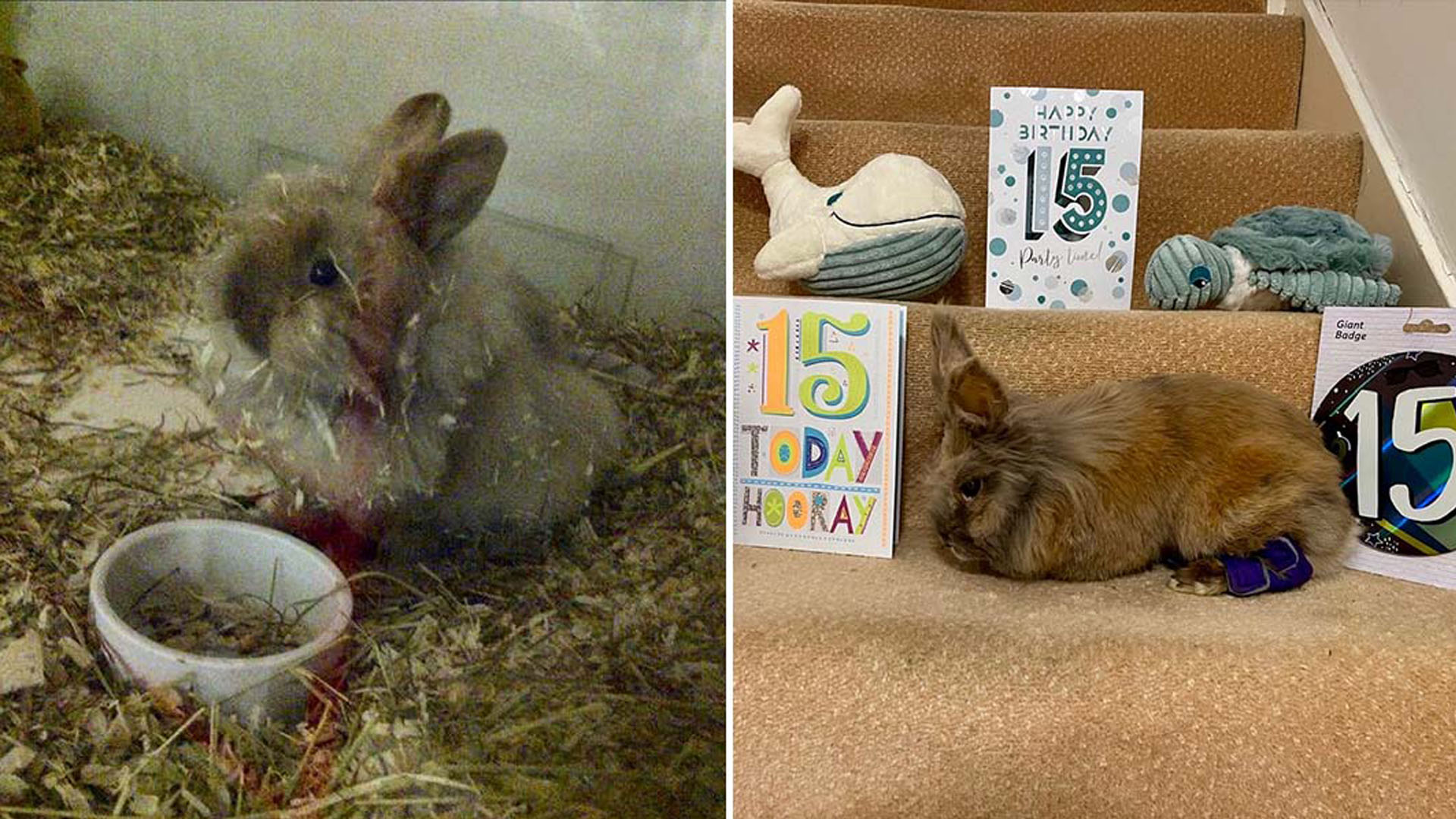Herbie the lionhead rabbit breaks record as oldest rabbit living at 15 ...