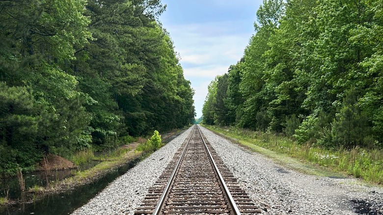 Between Richmond and Newport News is Virginia's underrated state forest ...