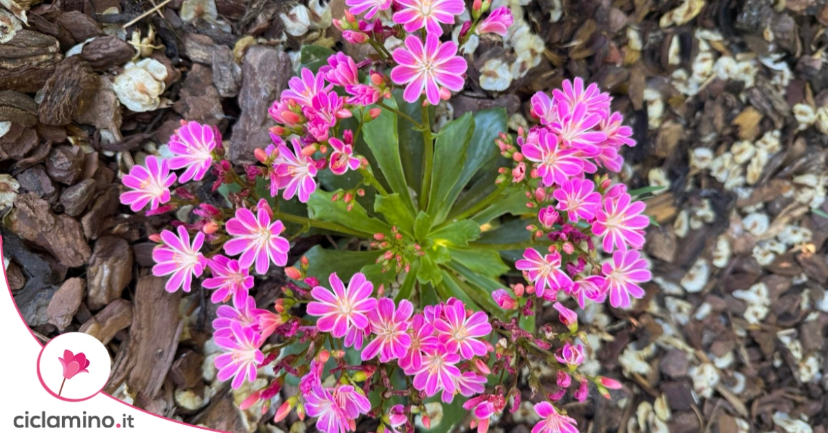 Scegliendo la Lewisia ti assicuri una fioritura costante fino a ottobre