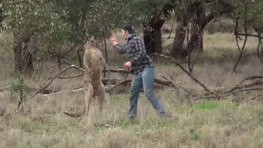 A kangaroo grabbed his dog. One punch later, the kangaroo froze in ...