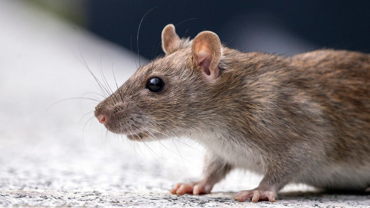 Hantavirus : quels sont les symptômes de la maladie du rat et comment s ...
