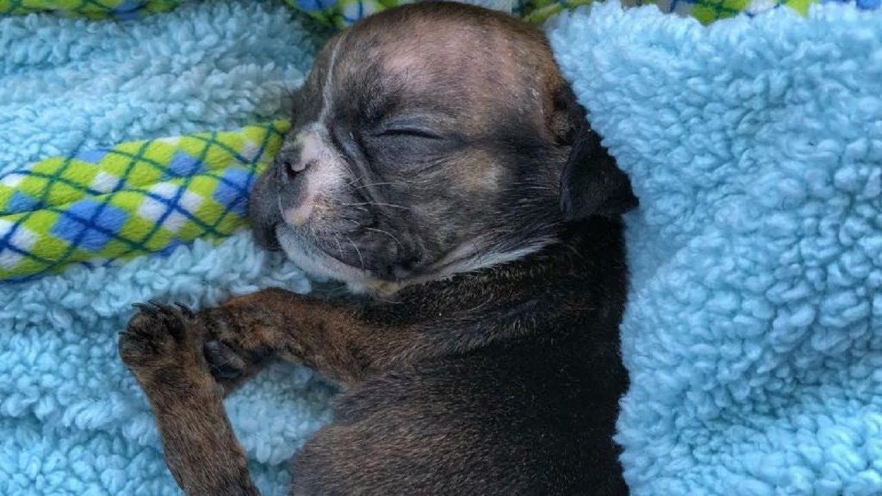 Rescuers didn’t know if this tiny pup would make it then they heard a ...