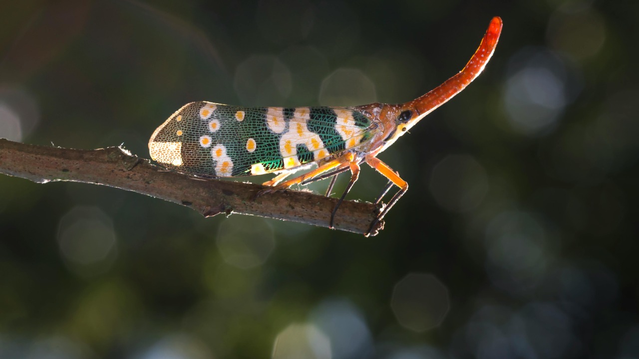 Scientists discover more than 16,000 new species per year — and the ...
