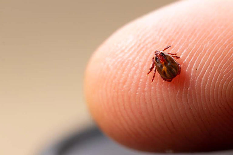 Tick season returns to Saskatchewan
