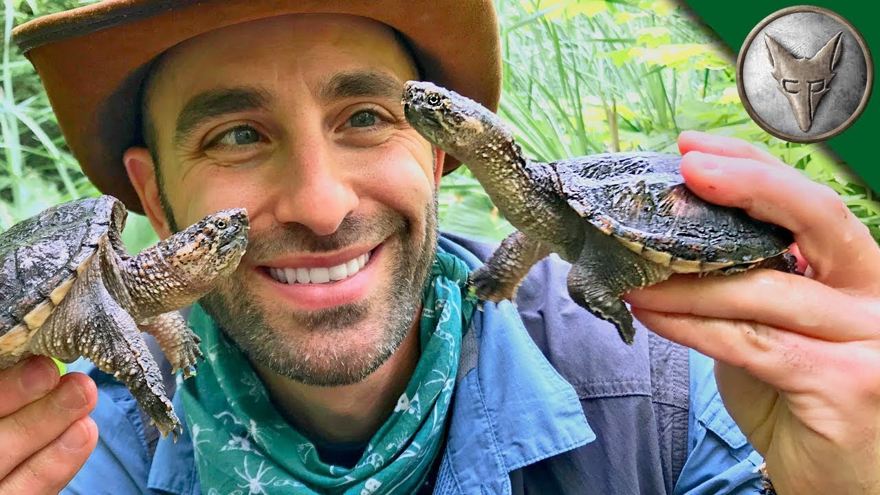 Saving baby turtles, my favorite hobby