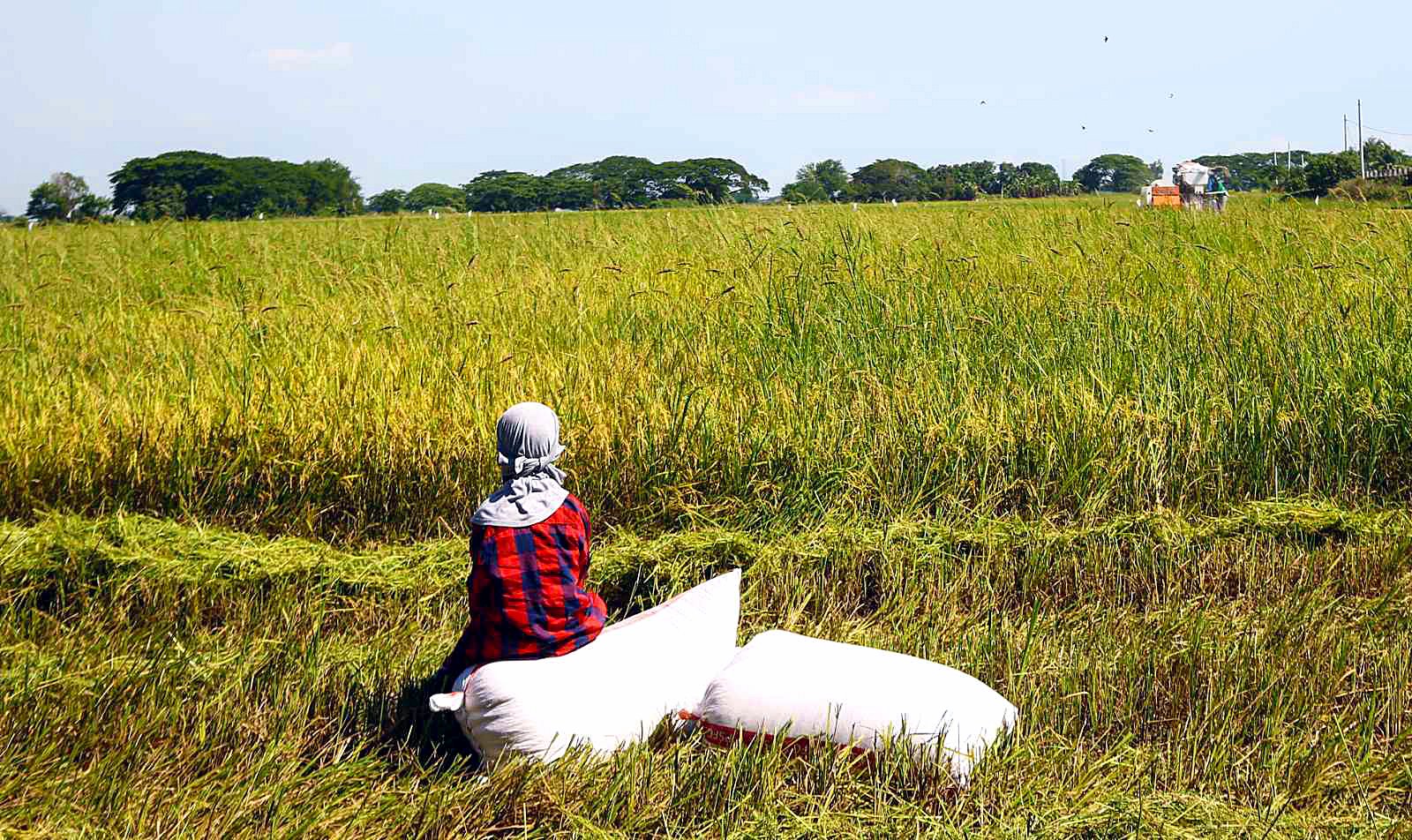 Philippines weighs temporary rice import curbs to shield farmers ahead ...