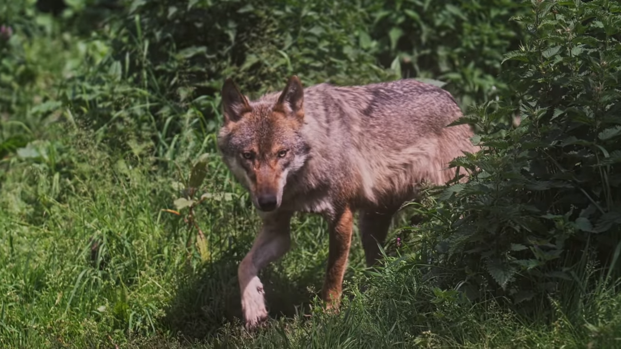Watch wolves roam Britain’s landscapes