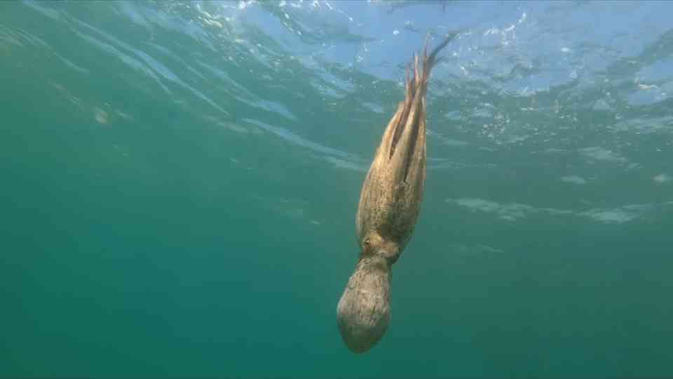 This animal has 500 million neurons – and most aren’t in its brain