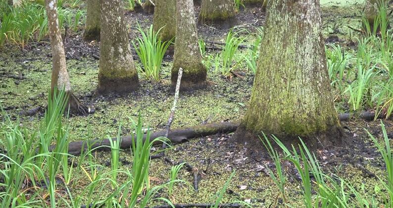 Southeast Georgia drought shrinks wetlands, disrupts wildlife