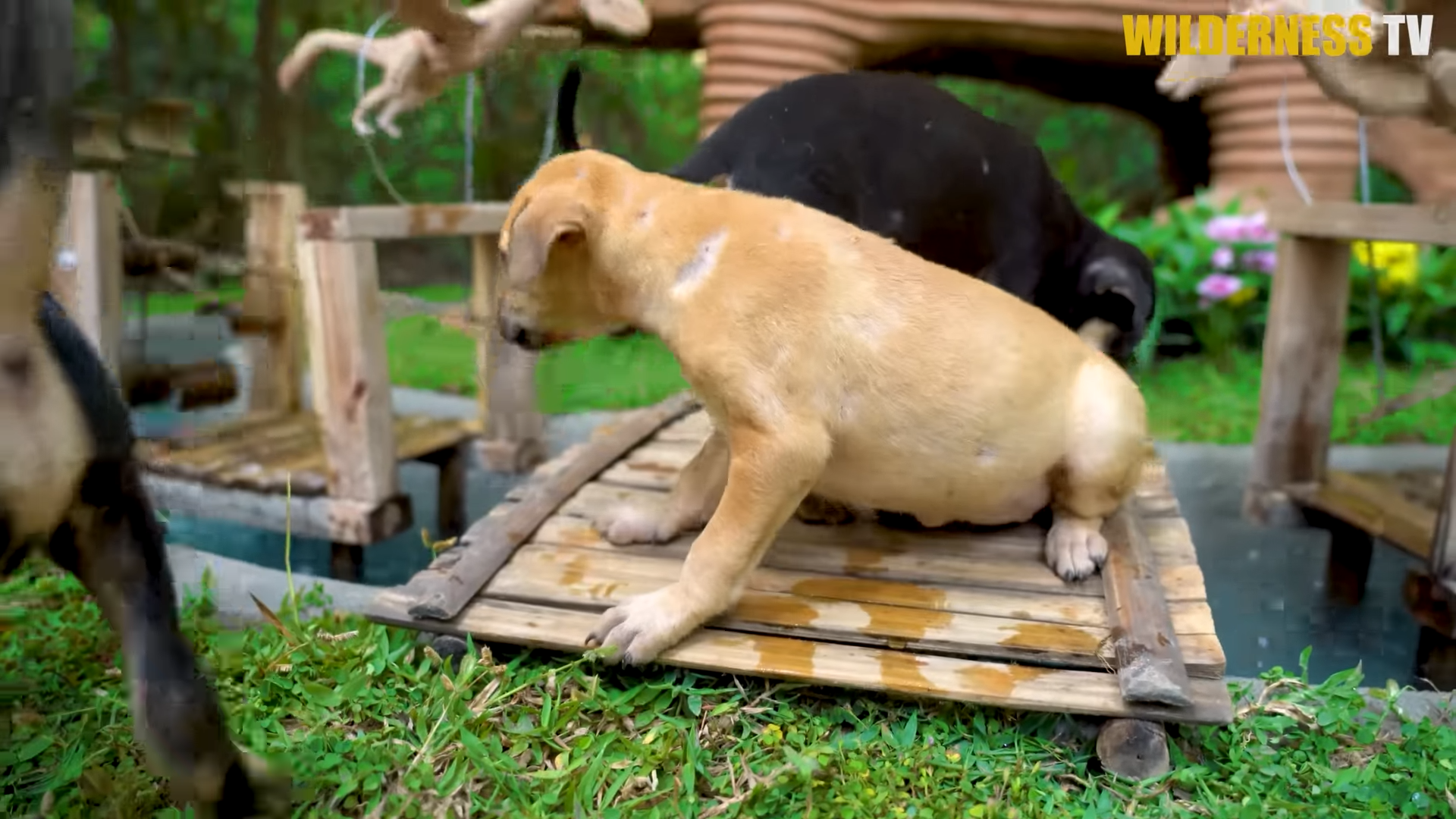 Tiny shivering rescue puppies find warmth and protection at last