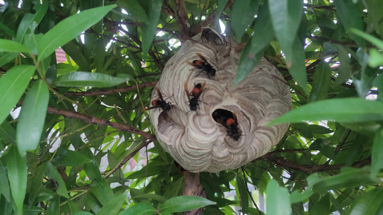 Why wasps are actually good for vegetable gardens