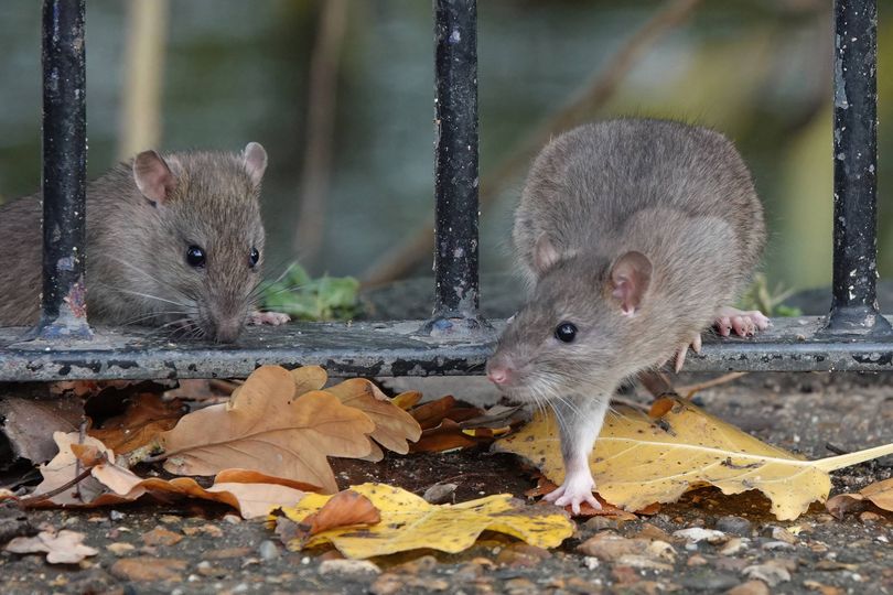 Stop rats from invading gardens by avoiding one simple mistake
